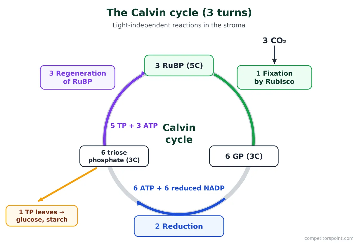 Calvin cycle of photosynthesis: fixation of CO2 by Rubisco, reduction of GP to triose phosphate and regeneration of RuBP