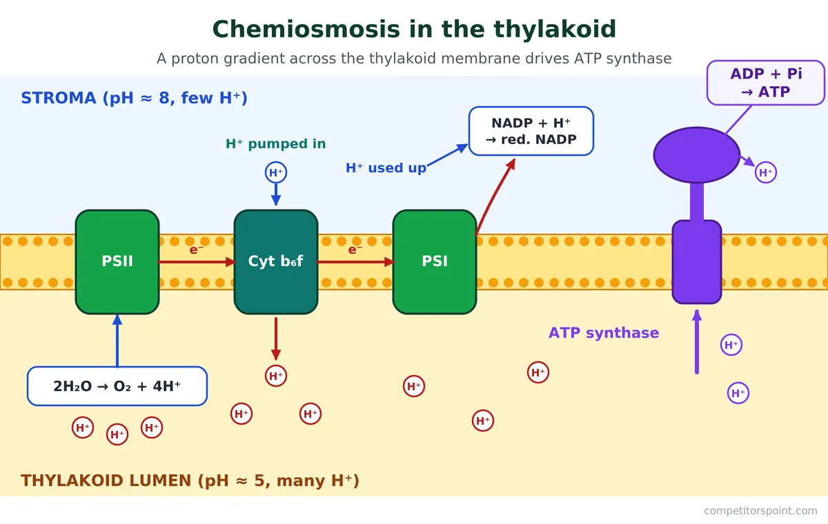Chemiosmosis in photosynthesis: H+ ions build up in the thylakoid lumen and flow through ATP synthase into the stroma