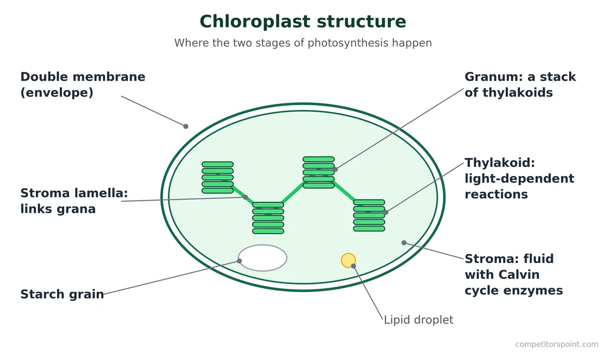 Chloroplast structure for photosynthesis showing double membrane, grana, thylakoids, stroma and starch grain