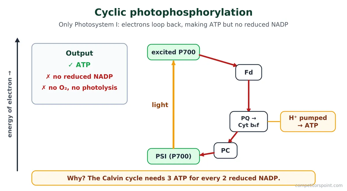 Cyclic photophosphorylation in photosynthesis: electrons from PSI return via ferredoxin and cytochrome b6f, making ATP only