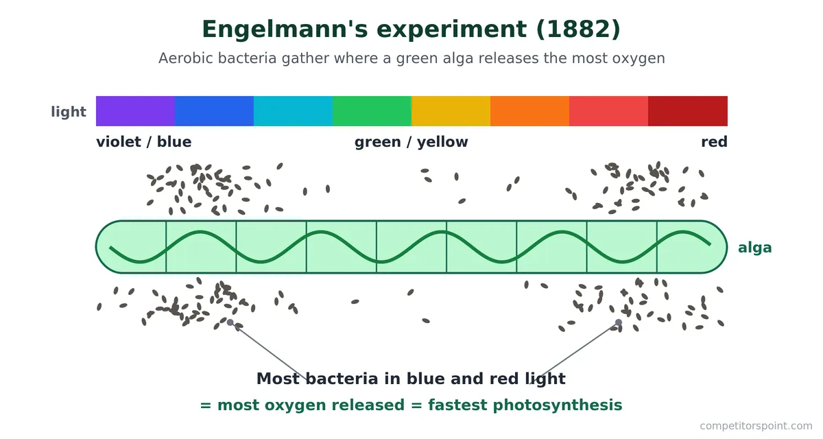 Engelmann experiment: aerobic bacteria cluster in blue and red light along an alga, showing where photosynthesis releases most oxygen