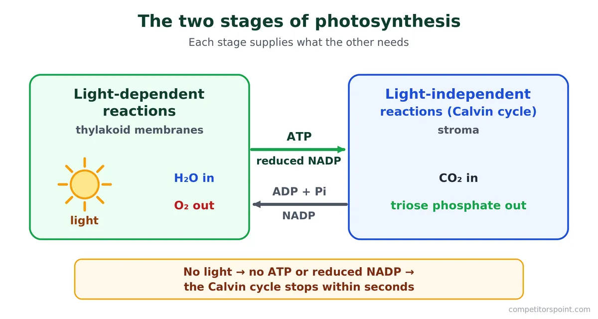 The two stages of photosynthesis: light-dependent reactions pass ATP and reduced NADP to the light-independent reactions