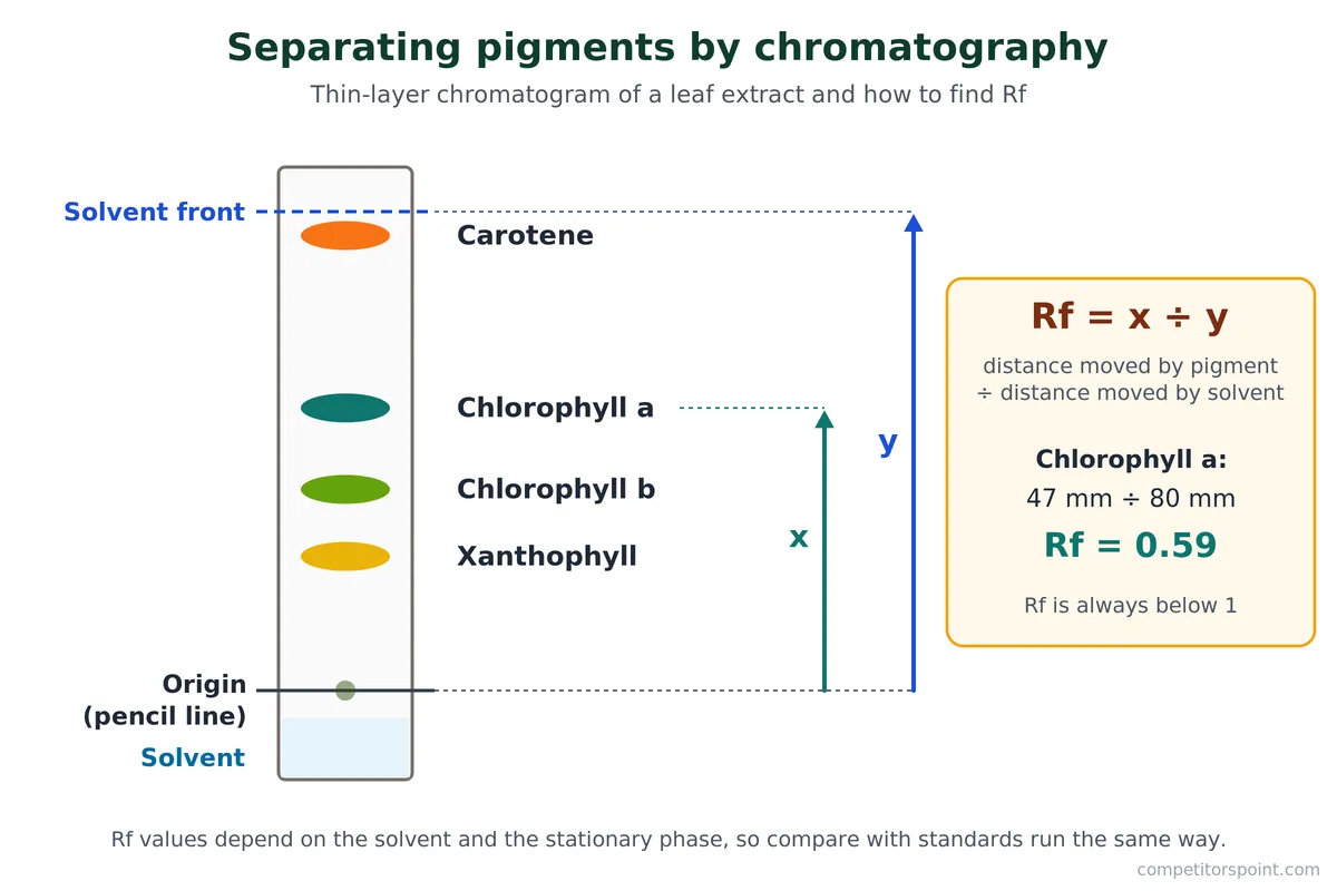 Thin-layer chromatography of photosynthesis pigments showing carotene, chlorophyll a, chlorophyll b and xanthophyll with Rf calculation