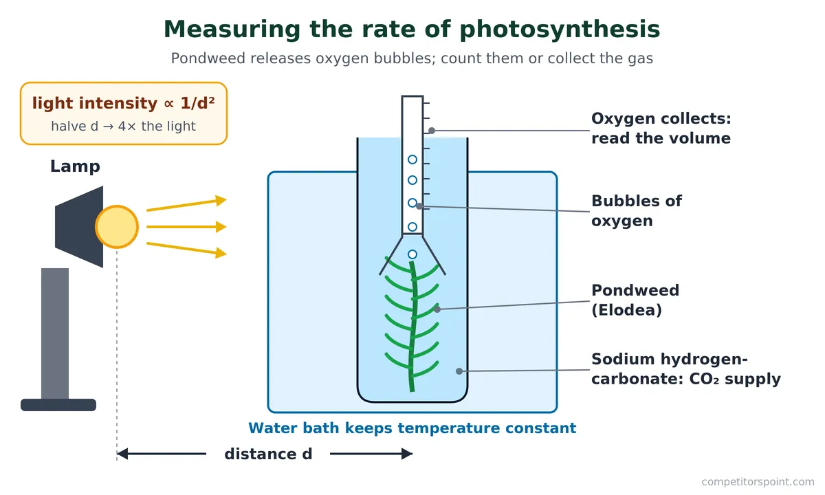 Measuring the rate of photosynthesis with pondweed, a lamp at distance d, sodium hydrogencarbonate and a water bath