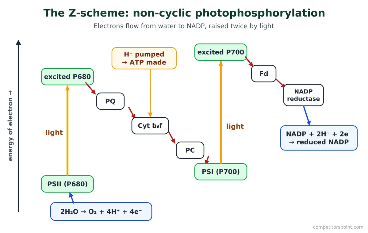 Z-scheme of photosynthesis: electrons flow from water through PSII, plastoquinone, cytochrome b6f, plastocyanin and PSI to NADP