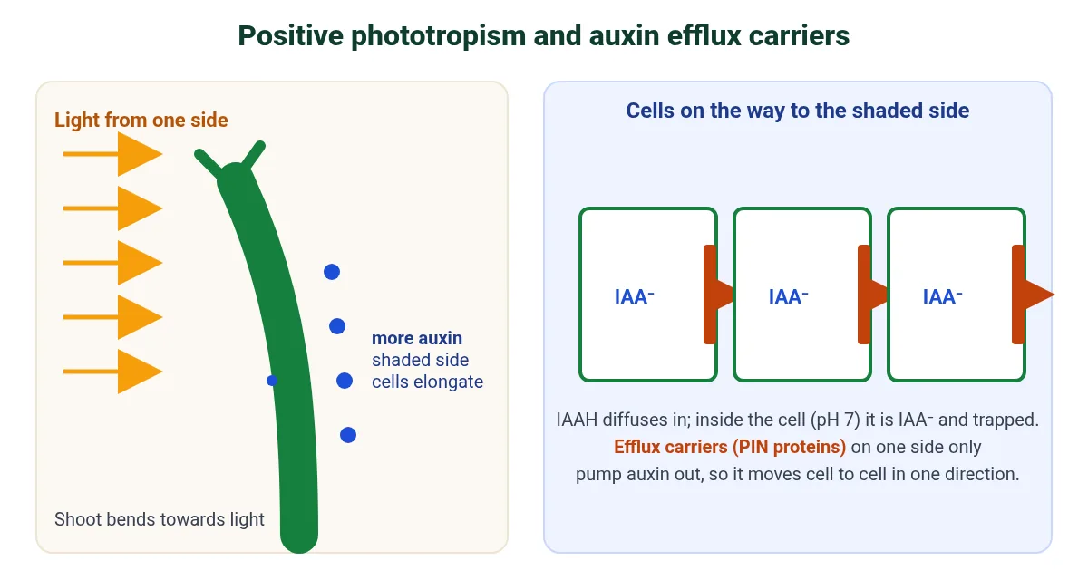 Positive phototropism in IB Biology plant tropisms and hormones: lateral light, auxin moved to the shaded side of the shoot by auxin efflux carriers, so shaded cells elongate and the shoot bends towards light