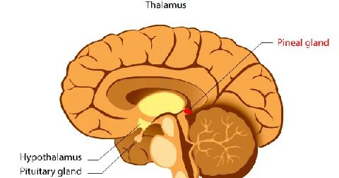 Section of the brain showing the pineal gland behind the thalamus, with the hypothalamus and pituitary gland below