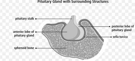 Pituitary gland with its stalk, anterior lobe and posterior lobe sitting in the sella turcica of the sphenoid bone
