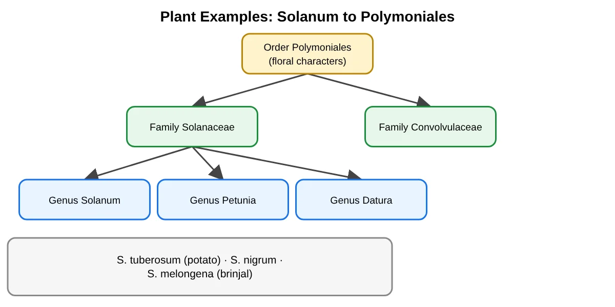 Plant hierarchy example