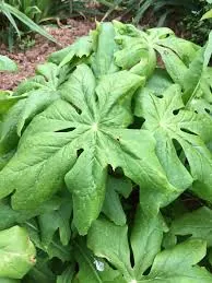 Podophyllum, an endangered medicinal plant of India
