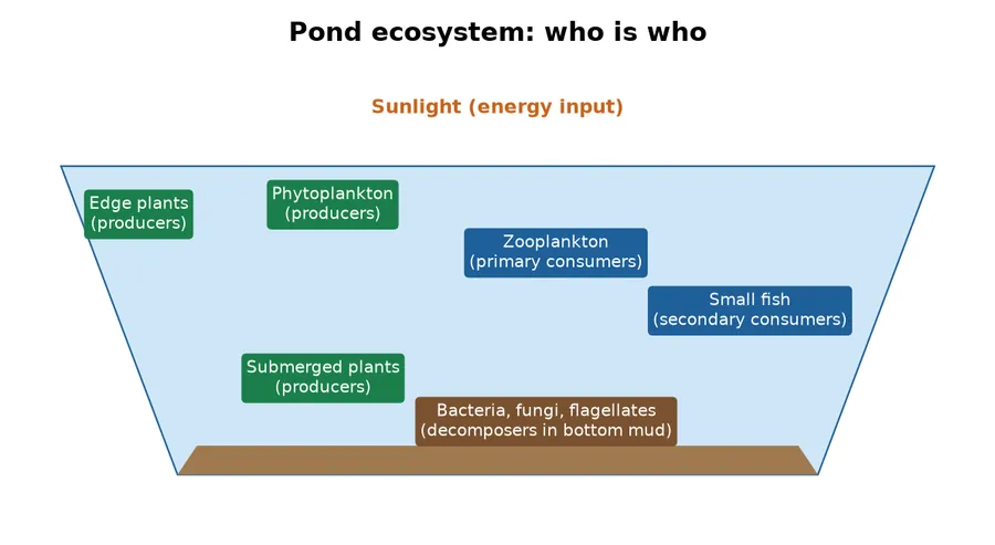 Labelled pond ecosystem diagram showing producers, consumers, decomposers and abiotic factors