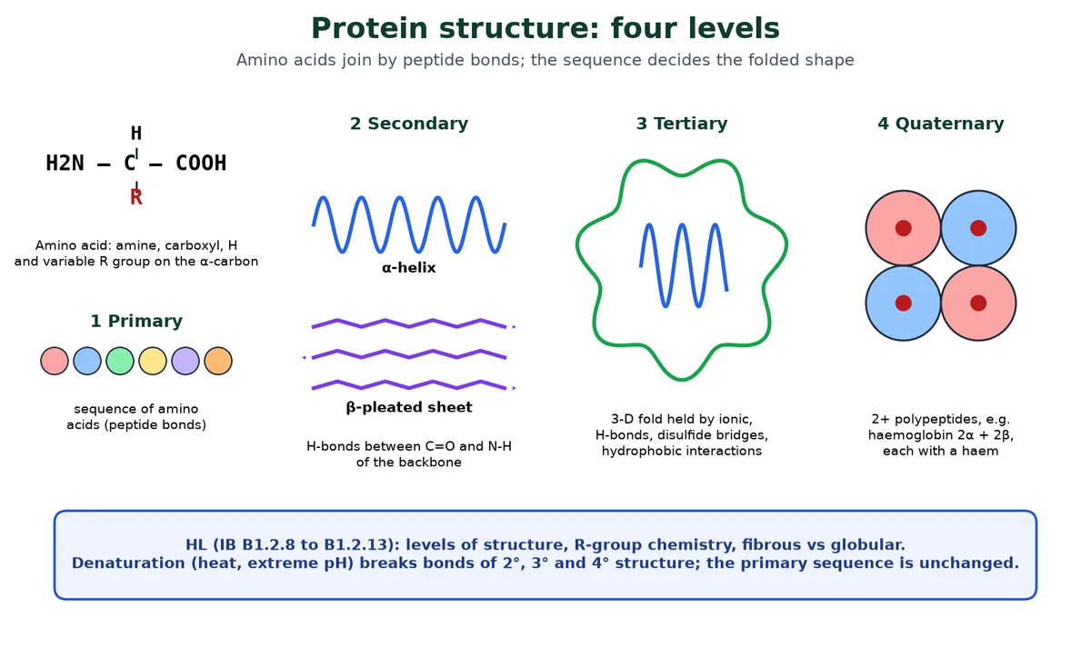 Protein biomolecules diagram of the four levels of protein structure: an amino acid with R group, primary sequence, secondary alpha helix and beta pleated sheet, tertiary three-dimensional fold, and quaternary haemoglobin with four subunits