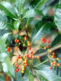 Rauwolfia vomitoria, an example of genetic diversity in biodiversity and conservation
