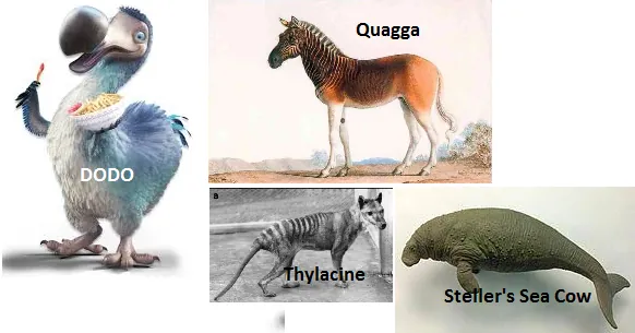 Recent extinctions: dodo, quagga, thylacine and Steller's sea cow