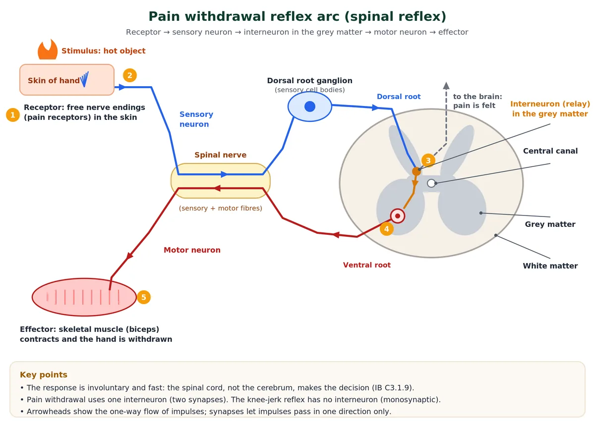 Pain withdrawal reflex arc in the nervous system: pain receptor in the skin, sensory neuron through the dorsal root ganglion, interneuron in the grey matter of the spinal cord, motor neuron in the ventral root and muscle effector