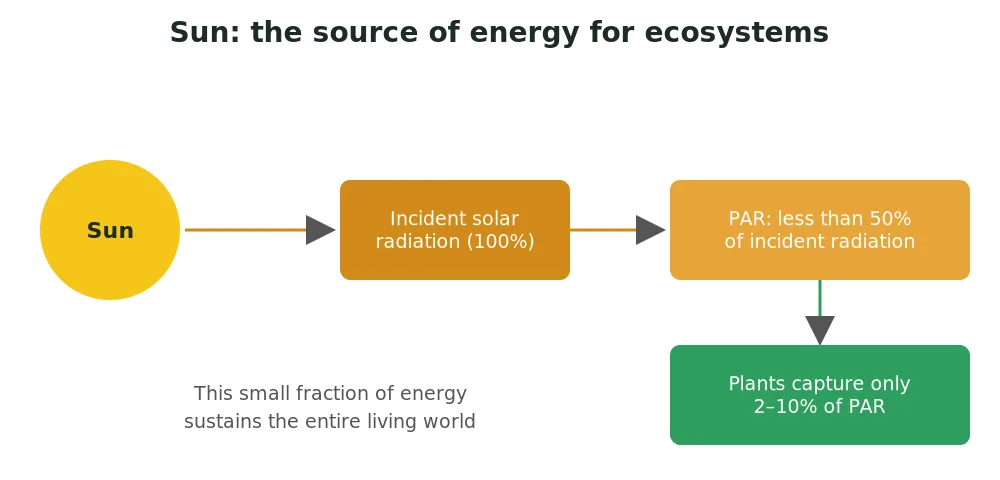 Diagram of solar energy capture: less than 50 percent of incident radiation is photosynthetically active radiation (PAR) and plants capture only 2 to 10 percent of PAR