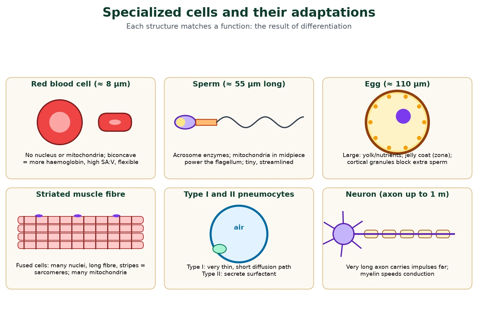 Cell differentiation and stem cells diagram of specialized cells and adaptations: biconcave red blood cell without a nucleus, sperm with acrosome, midpiece and flagellum, egg with cortical granules and jelly coat, striated muscle fibre with many nuclei, type I and type II pneumocytes in an alveolus, and a long myelinated neuron