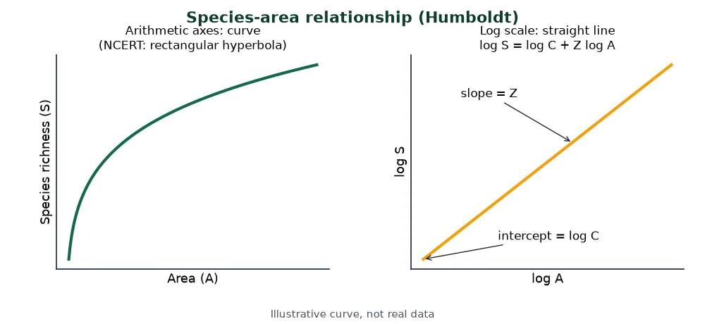 Species-area relationship curve on arithmetic axes and straight line on log scale