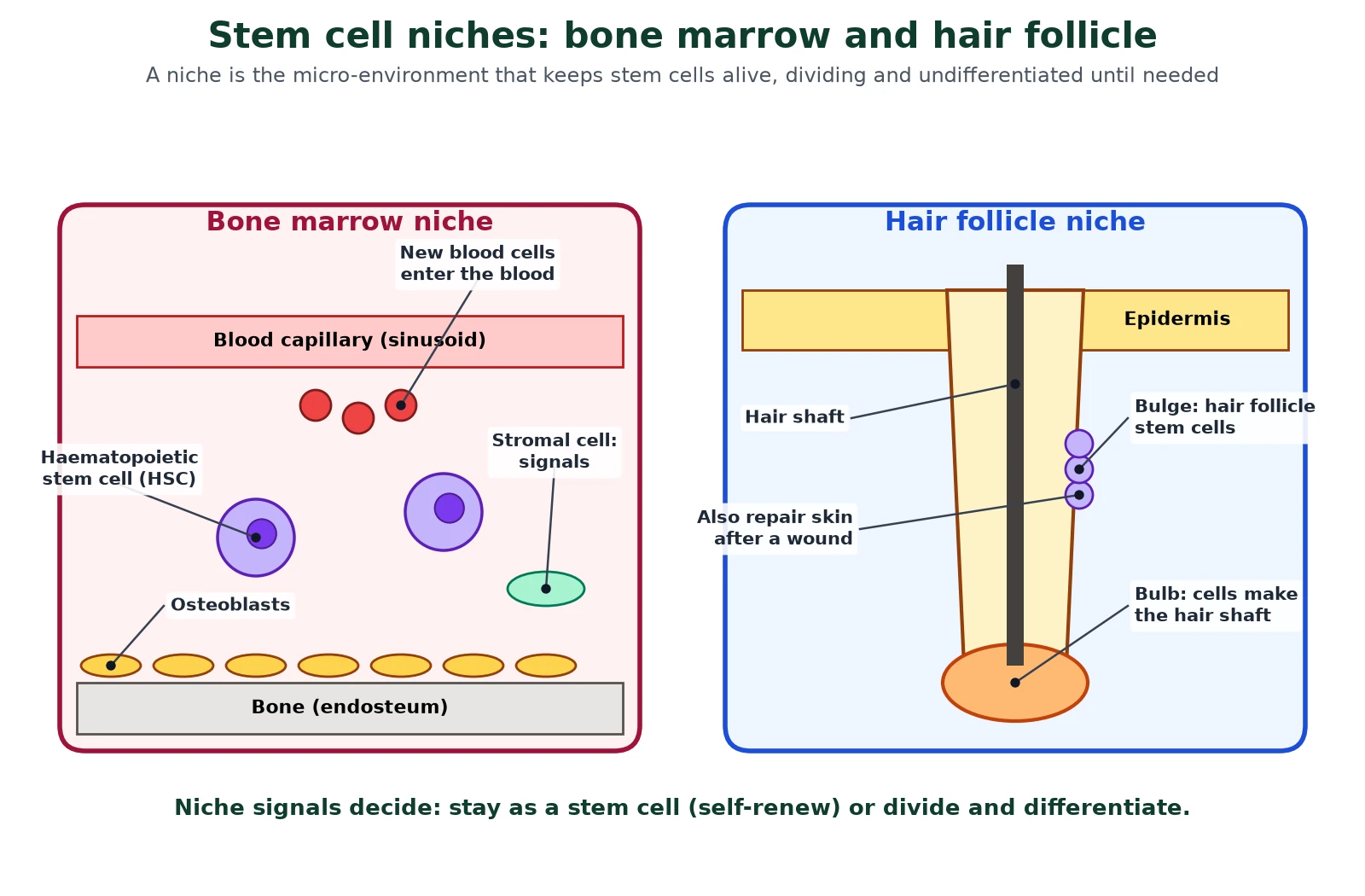 Cell differentiation and stem cells diagram of two stem cell niches: haematopoietic stem cells in bone marrow beside osteoblasts, stromal cells and a sinusoid capillary, and hair follicle stem cells in the bulge region near the epidermis