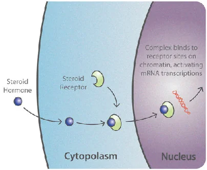 A steroid hormone diffuses into the cytoplasm, binds a steroid receptor, and the complex binds receptor sites on chromatin in the nucleus to activate mRNA transcription