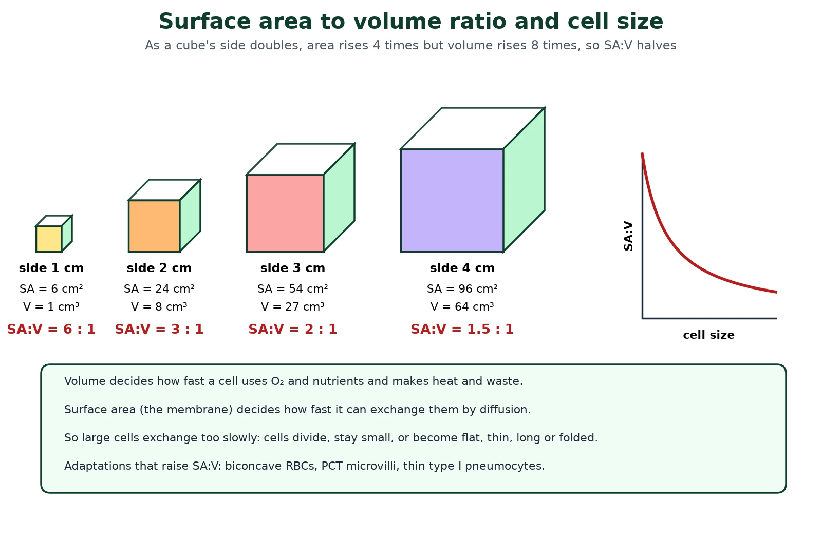 Cell differentiation and stem cells diagram of surface area to volume ratio for cubes of side 1, 2, 3 and 4 cm, with SA:V falling from 6:1 to 1.5:1, a graph of SA:V against cell size and adaptations that raise SA:V
