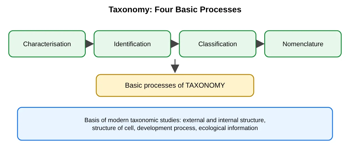 Four basic processes of taxonomy