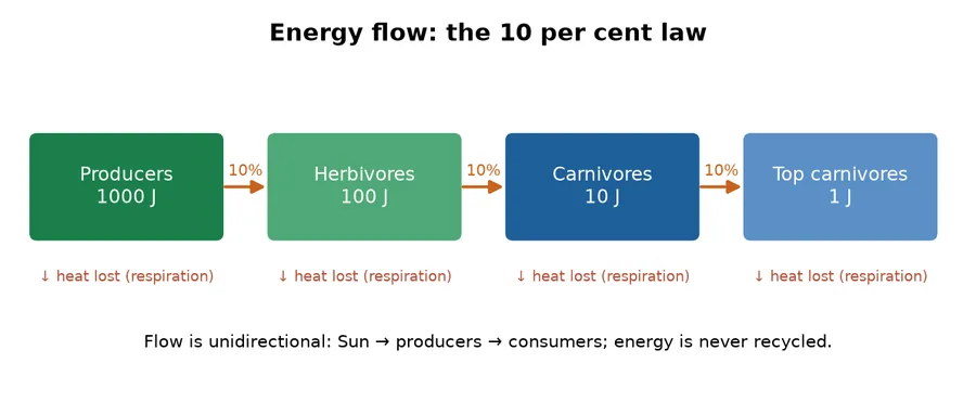 Energy flow diagram showing 1000 J producers to 100 J herbivores to 10 J carnivores to 1 J top carnivores