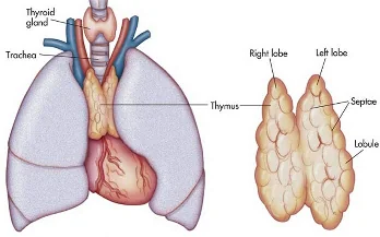 Position of the thymus between the lungs above the heart, behind the sternum, with its right and left lobes divided into lobules