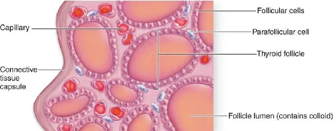 Thyroid histology: follicles lined by follicular cells around a lumen of colloid, with parafollicular cells and capillaries between follicles