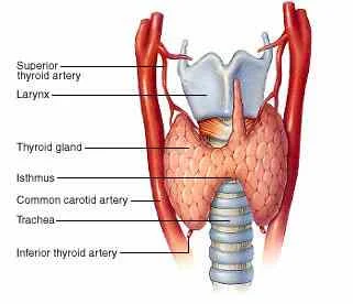 Front view of the thyroid gland: two lobes on either side of the trachea joined by the isthmus, below the larynx, with the superior and inferior thyroid arteries and common carotid arteries