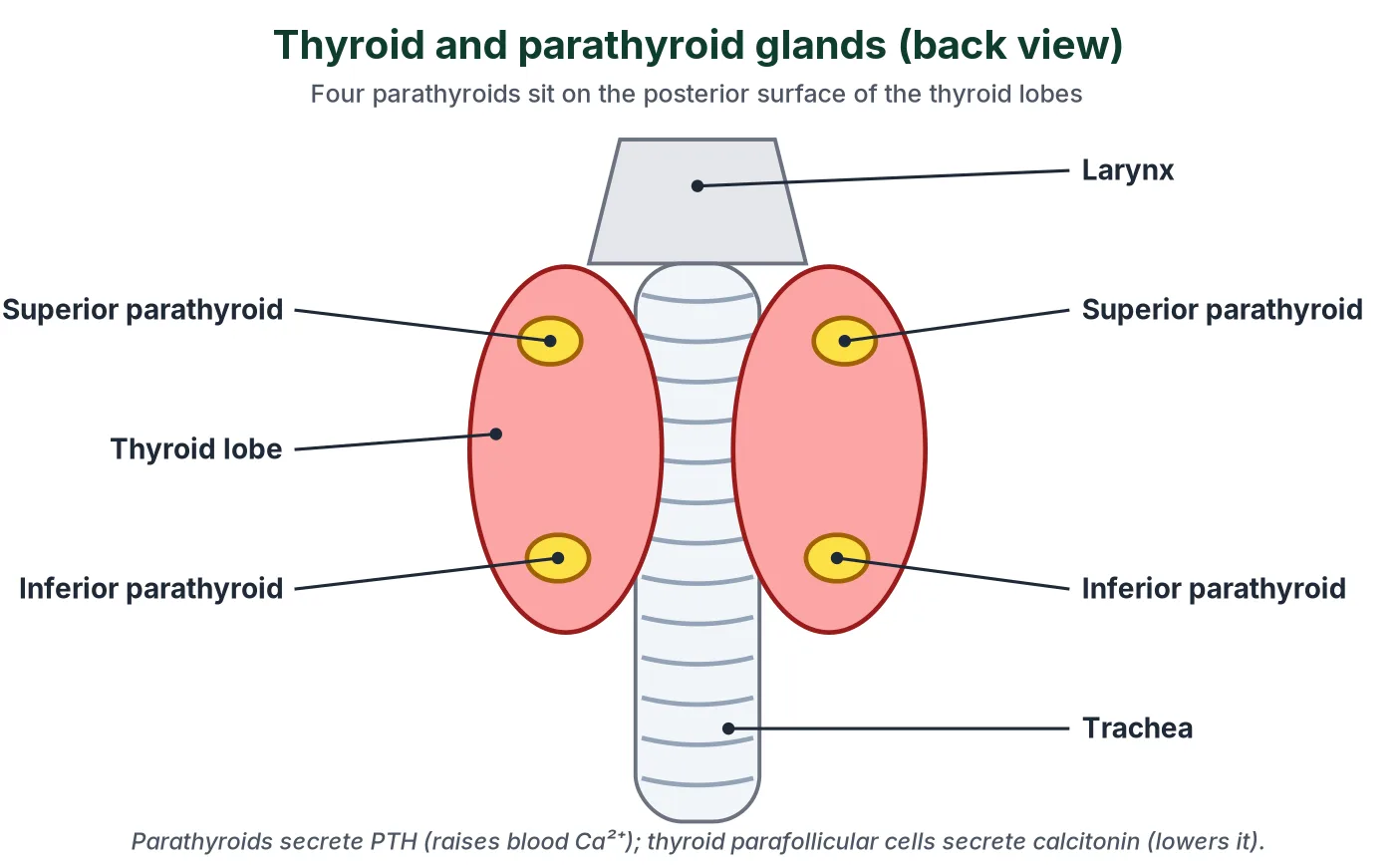 Back view of the larynx, trachea and two thyroid lobes, with two superior and two inferior parathyroid glands on the back surface of the lobes