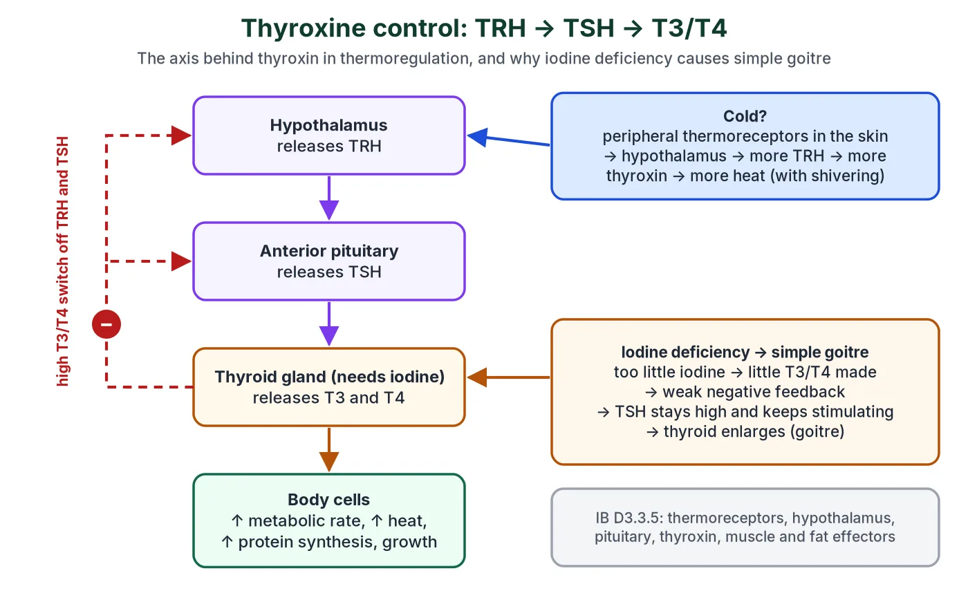 Flow diagram: the hypothalamus releases TRH, the anterior pituitary releases TSH and the thyroid releases T3 and T4, which raise metabolic rate and heat production; high T3 and T4 feed back negatively on the hypothalamus and pituitary; cold detected by thermoreceptors increases TRH; iodine deficiency weakens the feedback so TSH stays high and the thyroid enlarges