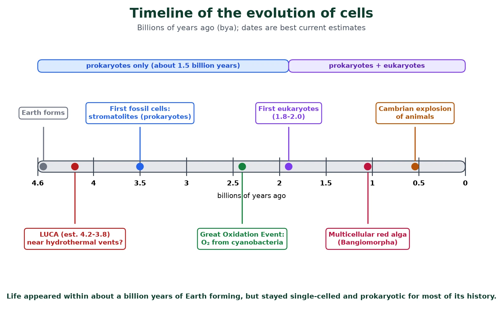 Evolution of cells timeline from Earth forming 4.54 billion years ago, through LUCA, stromatolite fossils at 3.5 billion years, the Great Oxidation Event at 2.4 billion years, the first eukaryotes at 1.8 to 2.0 billion years, multicellular red algae at about 1.05 billion years and the Cambrian explosion