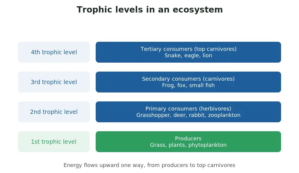 Trophic levels in an ecosystem: producers at the first level, herbivores as primary consumers, carnivores as secondary consumers and top carnivores as tertiary consumers