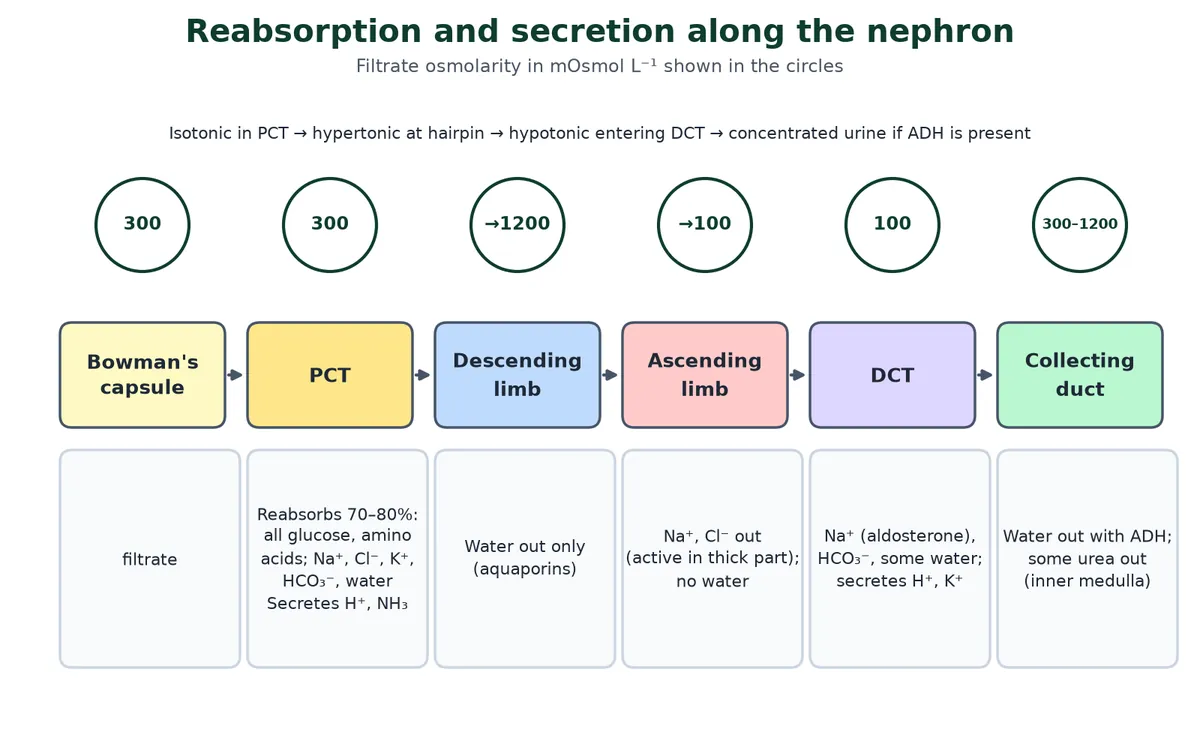 Flow chart of reabsorption and secretion along the nephron: Bowman's capsule filtrate at 300, PCT reabsorbs 70 to 80 percent and stays at 300, descending limb loses water reaching 1200, ascending limb loses NaCl falling to 100, DCT fine-tunes sodium and potassium, collecting duct reabsorbs water with ADH giving 300 to 1200 milliosmoles per litre