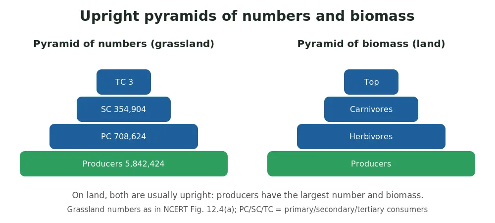 Upright ecological pyramids: pyramid of numbers in a grassland ecosystem with millions of producers supporting three top carnivores, and upright pyramid of biomass on land