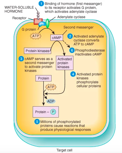 A water-soluble hormone binds its receptor, activating a G protein and adenylate cyclase which converts ATP to cAMP; cAMP activates protein kinases that phosphorylate cellular proteins to produce the response; phosphodiesterase inactivates cAMP