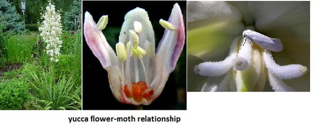 Yucca moth and yucca plant, an obligate mutualism showing co-extinction